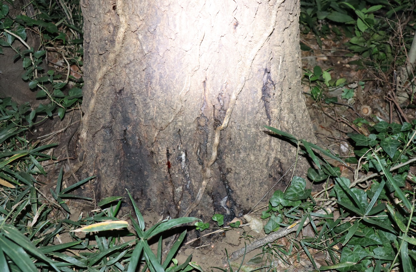 樹液_No.4のクヌギ_クワガタ達のオアシス_2023年10月25日19時 気温15.3度